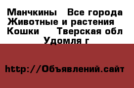 Манчкины - Все города Животные и растения » Кошки   . Тверская обл.,Удомля г.